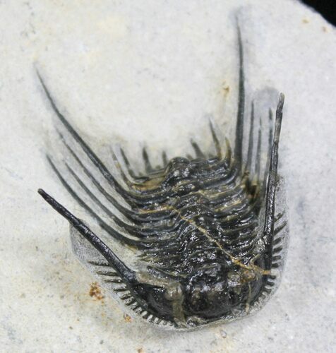 Bargain Black Leonaspis Trilobite #27571